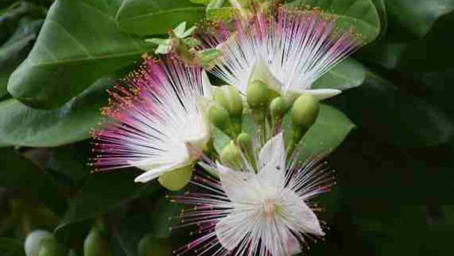 Barringtonia asiatica is native to coastal shores around the Pacific Rim.