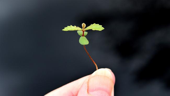 A Chinese elm tree seedling, one of many in the area. Picture Campbell Brodie.