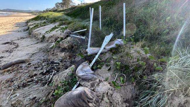 AFTER: The turtle nest at Corindi has been destroyed. Posts where signs were placed to alert beach users to stay away can still be seen. Picture: Pamela Manning.