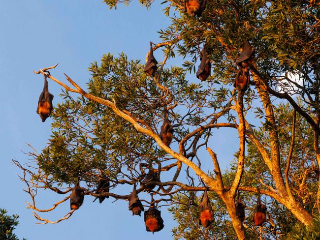 Flying foxes hang in a tree in the Centennial Park fruit bat colony at dusk. Picture; Max Mason-Hubers