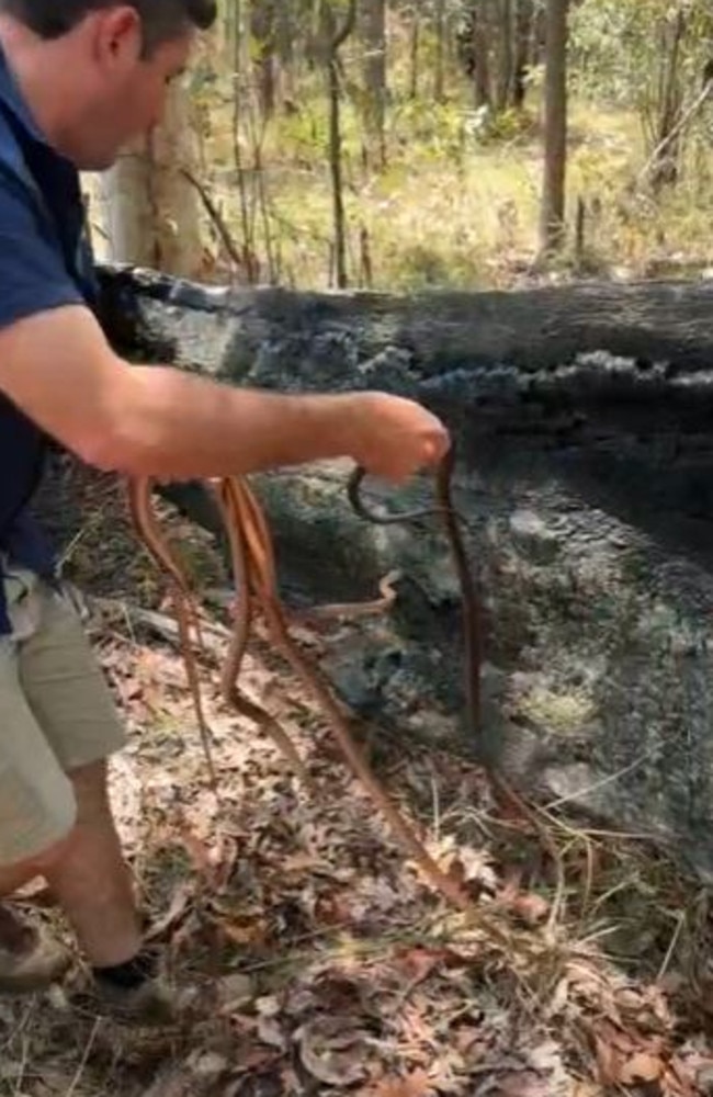 The snakes were safely released into the bush. Picture: Stuart McKenzie via Storyful