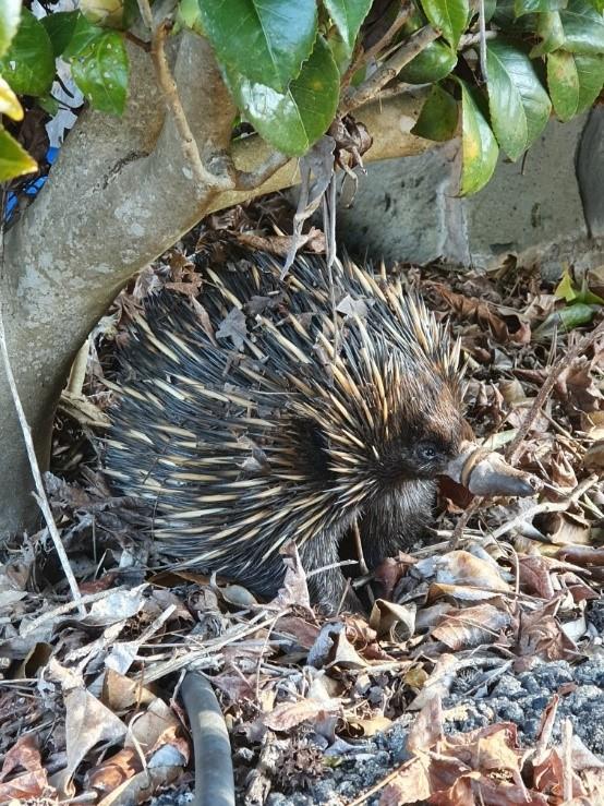 PRICKLY PATIENT: Vets saved an echidna who got herself in a sticky situation.