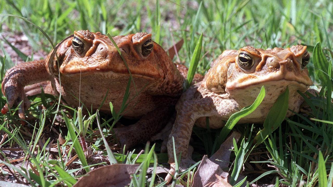 Australian Cane Toad Gets Star Billing In Cairns Museum Show The