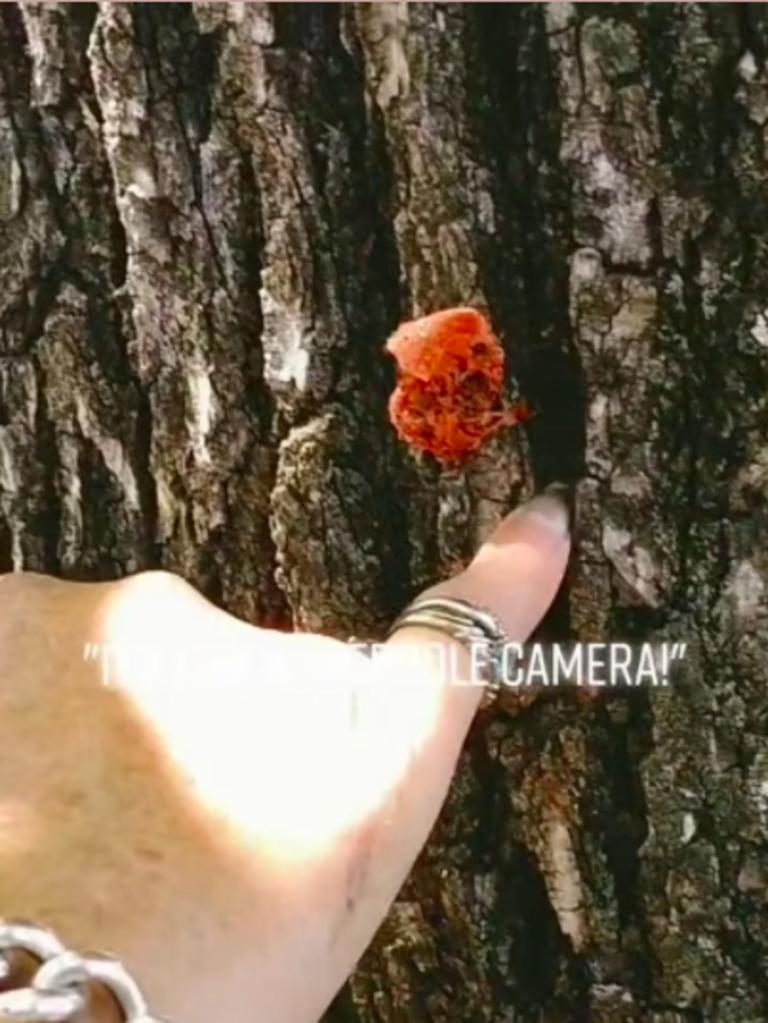 Footage has emerged of the bizarre moment a group of anti-vaxxers whipped themselves into a frenzy over an alleged ‘hidden camera’ in a tree. Picture: TikTok