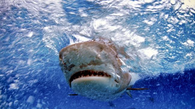 ‘Shark Alley’: Expert weighs in on swimmer’s shark sighting