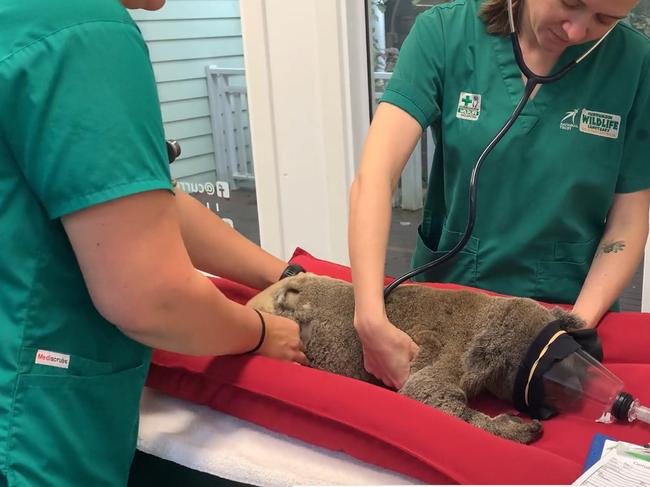 Roberto, a koala rescued from the Tallebudgera area after vehicle strikes