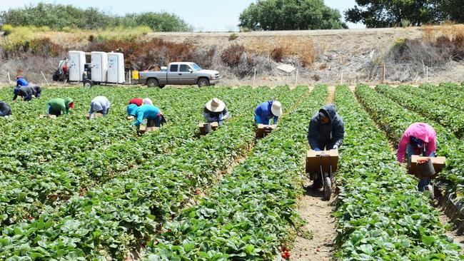 Young unemployed people should be conscripted into working on farms.