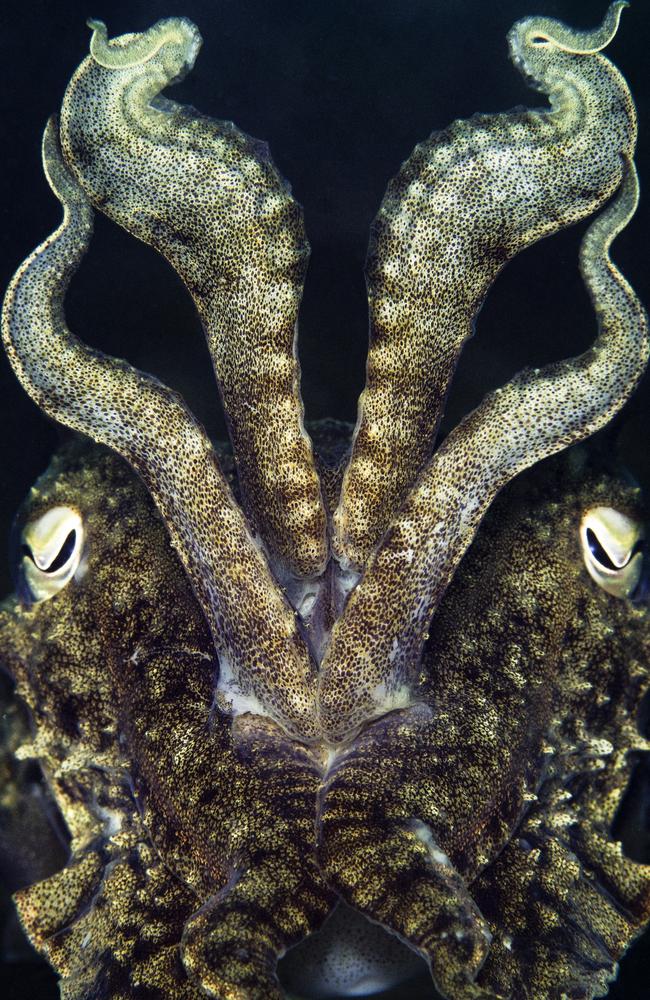 Winner British Waters Macro,.. Dragon display. This cuttlefish (Sepia officinalis) noticed me before I noticed it. As I passed, it was skulking behind a rock and wafting its tentacles in what was either a kelpy camouflage tactic or an attempt to warn me away. Cuttlefish will often make this type of threat display and only retreat once it’s clear that the diving photographer or other recipient has not been appropriately cowed. Although I was not too intimidated, I do love the pose and to me, the outstretched strobe-lit tentacles against a dark background bring to mind a fearsome Chinese dragon. Cuttlefish are fascinating, beautiful creatures and I have had some wonderful experiences in British waters watching them breed, fight, feed, or just interact with divers. I find it terribly sad that in some former hotspots, increased use of cuttlefish pots, especially during the mating season, has had a devastating impact on cuttlefish numbers. Picture: Kirsty Andrews/UK/UPY 2017