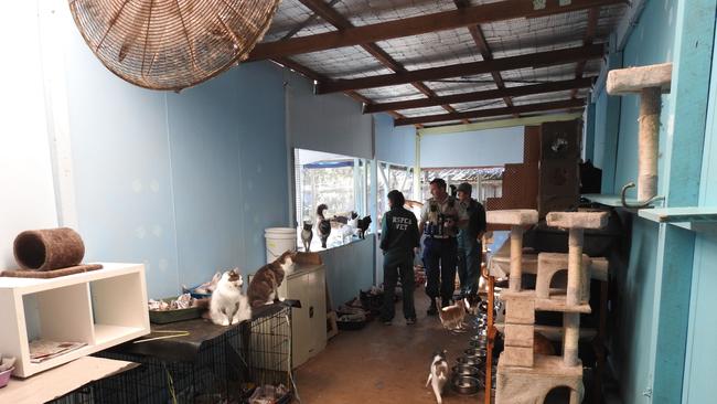 Cramped, messy rooms housing hundreds of cats were kept in at Sally Ann Rogers Eatonsville property. Picture: RSPCA NSW.