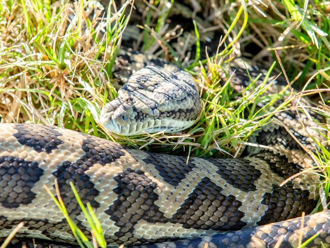 A python is relocated after it was caught in the Berrinba industrial area. Picture: AAP Image/Richard Walker