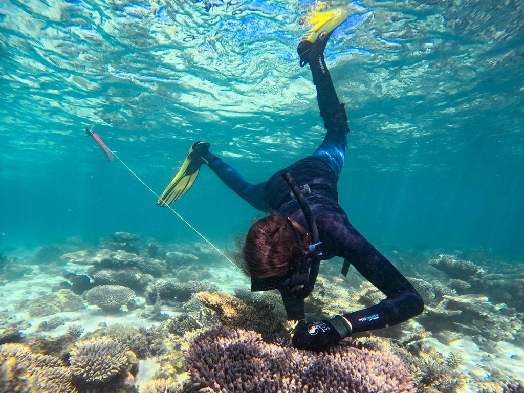 Minderoo Foundation researcher Alex Lago diving on Ningaloo Reef. Picture: Carly Keech