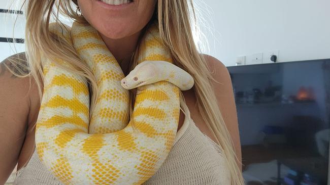 A huge snake is on the loose in the Tweed. Picture: Facebook/Supplied