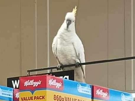 Mickey the cockatoo has been rescued after spending four weeks trapped inside a shopping centre,  sleeping and eating inside a Coles supermarket. Picture: Ricardo Lonza