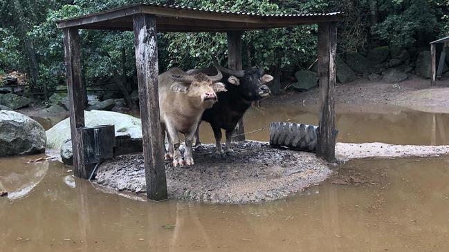 Animals at Shoalhaven Zoo were safe on Monday morning. Picture: supplied.