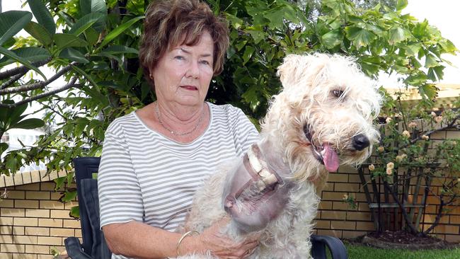 Paradise Point woman Lynette Johnston was walking her dog back from Jabiru Park when a bull terrier type dog attacked her 13month old soft coated wheaten terrier and ripped its leg off.The dogs name is Kyla.Photo by Richard Gosling