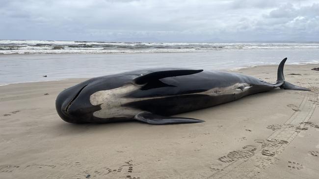 Four pilot whales dead after a group of whales were stuck in the fresh waters of Macquarie Harbour on November 3. Picture: NRE Tas