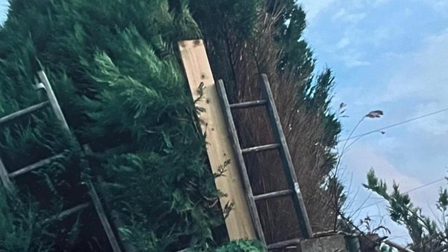 Two sets of Edinburgh neighbours have been battling over the height of a bush for five years. Picture: Supplied