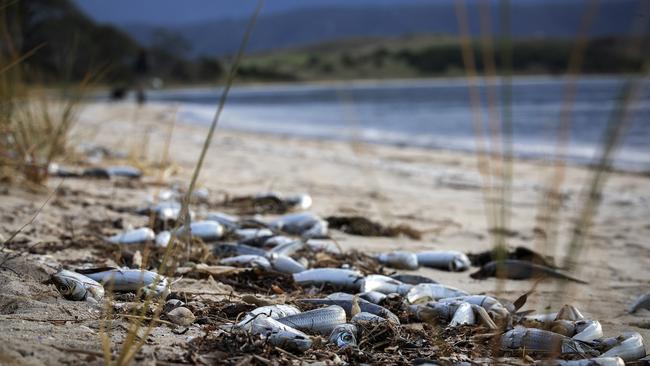 Fish were found washed up on Shelly Beach, Opossum Bay. Picture Chris Kidd