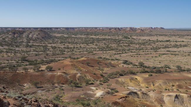 Endangered Arckaringa daisy found north of Coober Pedy in the Painted ...