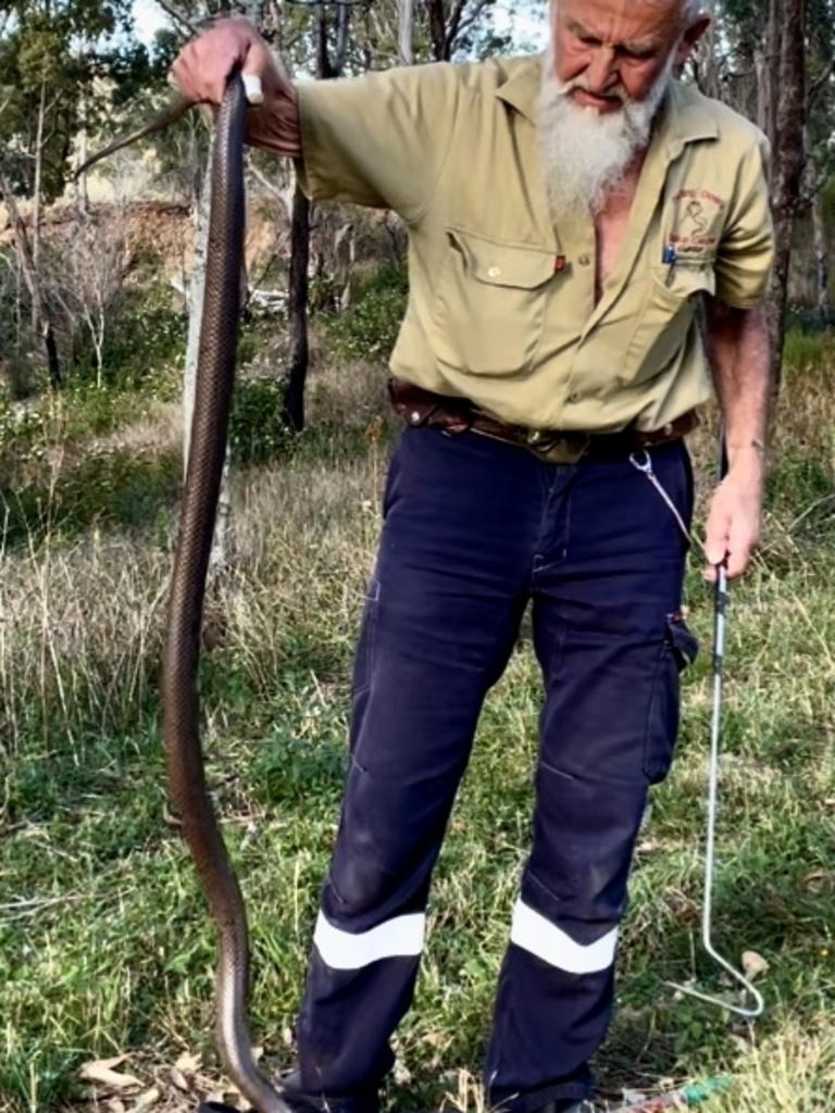 Darling Downs Snake Catchers 24/7 owner Gunter Glaser on the job. Picture: Contributed