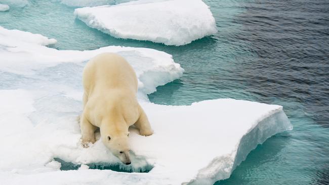 A polar bear walks on sea ice in the Arctic. Picture: iStock