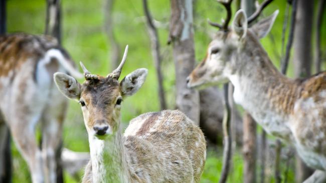 Shooters are working to control deer in Haining Farm in the Yarra Valley.