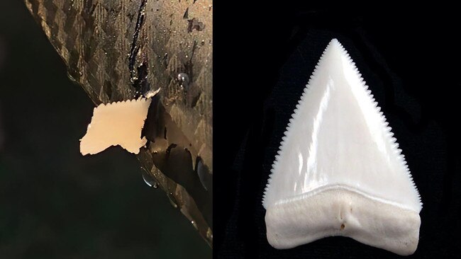 Shark tooth found in foil board from alleged shark at Cabarita Beach.