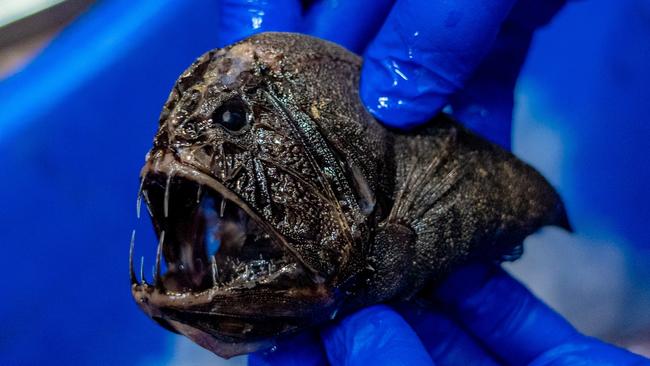 A fangtooth fish, one of the unusual creatures which can be found in Antarctica. The icy continent and its inhabitants will be celebrated during the Australian Antarctic Festival. Picture: Robert French/Museums Victoria