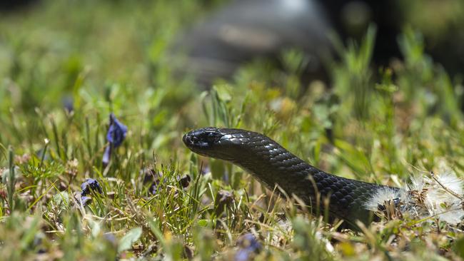 A woman was reportedly bitten on the foot by a snake in Tin Can Bay last night. Picture: File photo