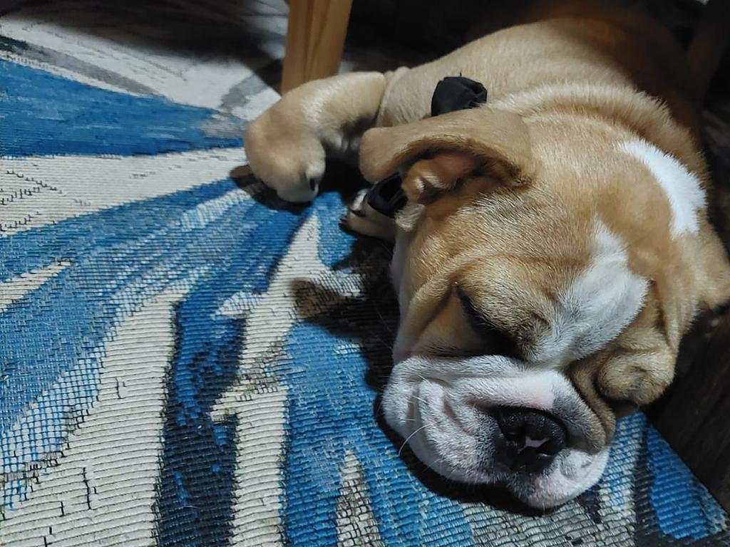 Arlo: Dakota Brown's 5 months old Miniature Aussie Bulldog