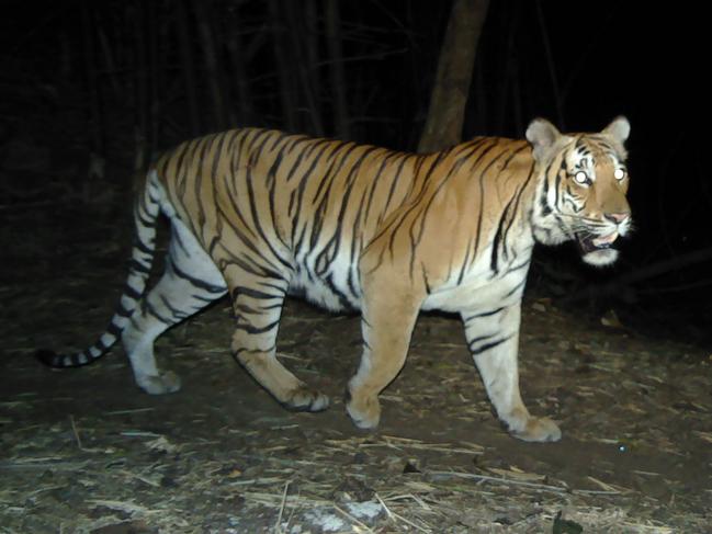 This undated handout photo from Thailand's Department of National Parks, Wildlife and Plant Conservation-Panthera-Zoological Society of London-RCU released on July 29, 2020 shows a tiger taken with a remote camera trap in a remote region of western Thailand. - Rare footage of new tigers prowling through jungles in western Thailand is being lauded by conservationists, who warn Southeast Asia is the frontline of the battle to save the endangered big cat. (Photo by Handout / DNP-Panthera-ZSL-RCU / AFP) / -----EDITORS NOTE --- RESTRICTED TO EDITORIAL USE - MANDATORY CREDIT "AFP PHOTO / Thailand's Department of National Parks, Wildlife and Plant Conservation-Panthera-Zoological Society of London-RCU" - NO MARKETING - NO ADVERTISING CAMPAIGNS - DISTRIBUTED AS A SERVICE TO CLIENTS  - NO ARCHIVE /