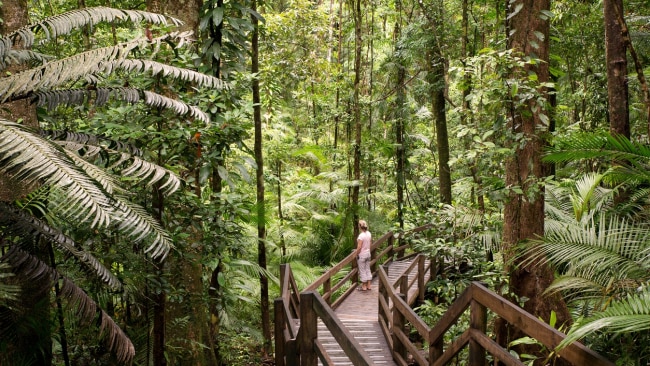 The lush Daintree rainforest will defrost your your soul in minutes. 
