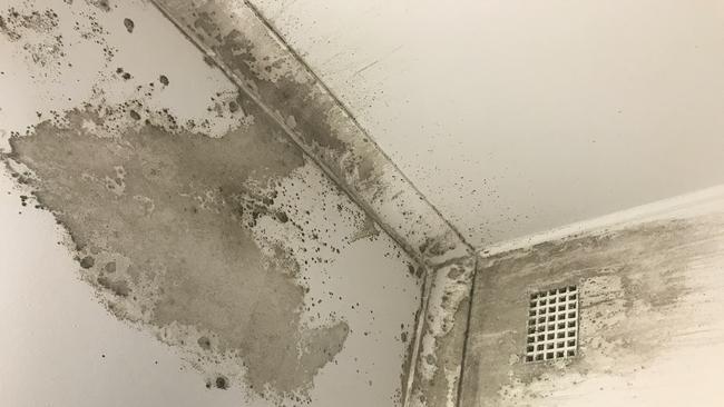 Mould grows on a wall. Picture: Matt Reardon of Mould Buster