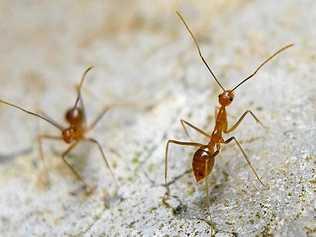 Volunteer Marine Rescue Whitsunday has released a statement on Facebook saying multiple yellow crazy ant colonies have been detected. Picture: John Tann