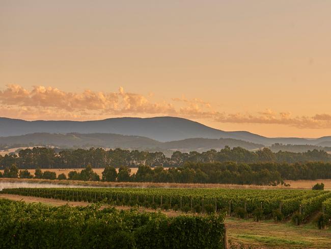 The vineyards at Domaine Chandon.