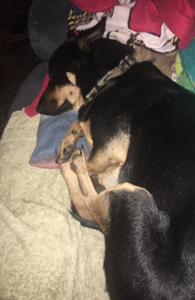 Rex: Steve Guwapo's 7 week old Kelpie
