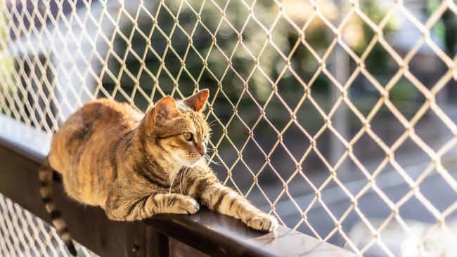 A feud between neighbours has turned into public debate as the age old question of whether cats should be allowed to roam around outdoors continues. Picture: iStock.