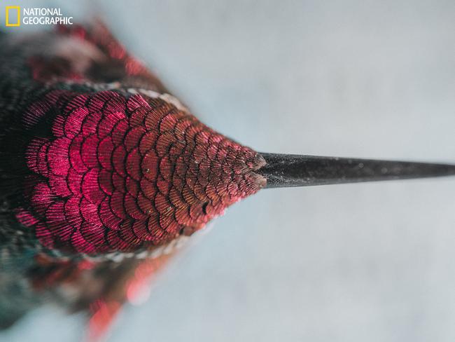 Hummingbird ... This lil humming bird baby was caught in my home. Here he is recouping from what was a stressful time being stuck. Minutes later her flew away. Picture: Emily Riley/2016 National Geographic Nature Photographer of the Year