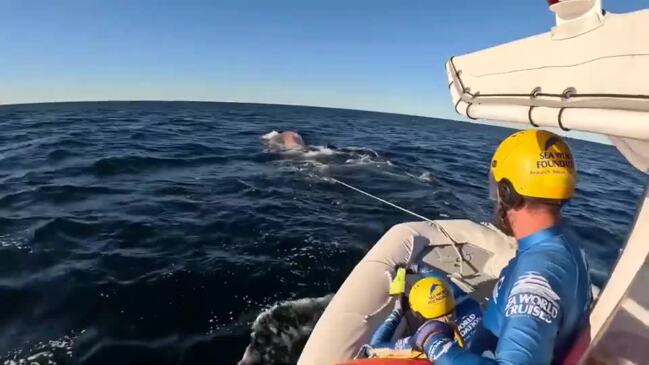 Entangled Humpback Whale Freed by Rescue Crews in Queensland