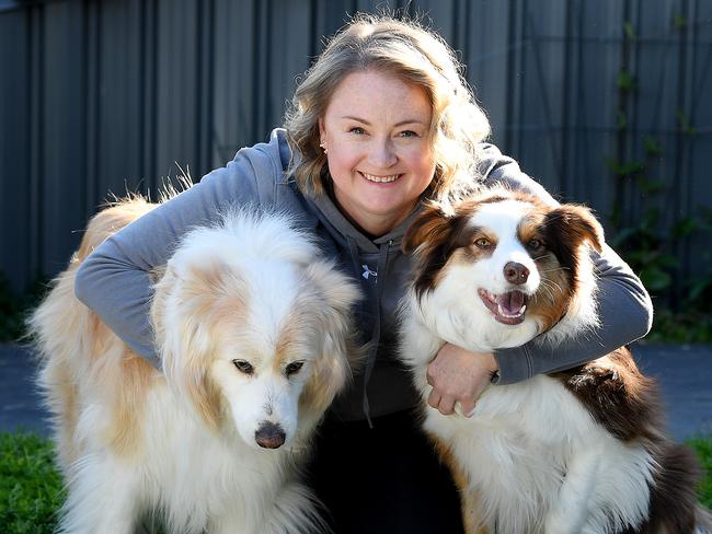 Council to refund wronged dog owners