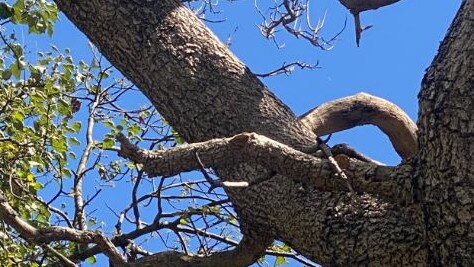 A branch is believed to have snapped under the feet of a man who suffered catastrophic injuries after falling from a Herston tree.