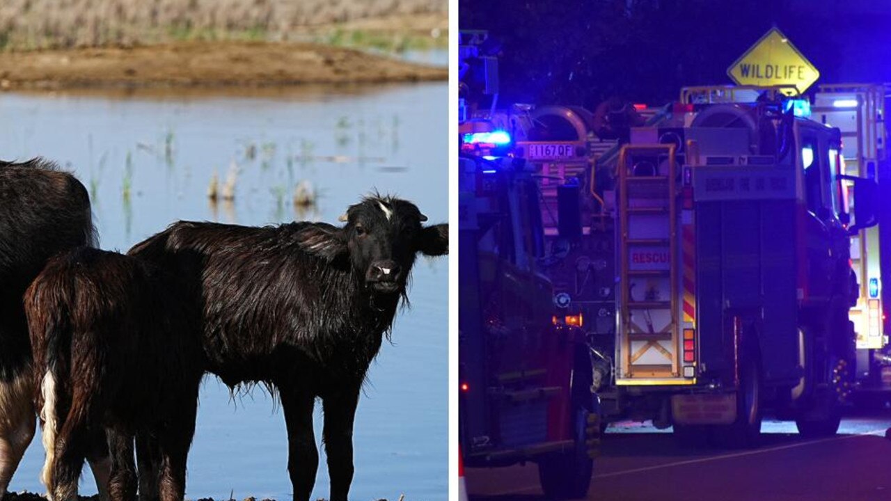 Mackay transport truck kills “multiple cattle” in horror Bruce Hwy crash