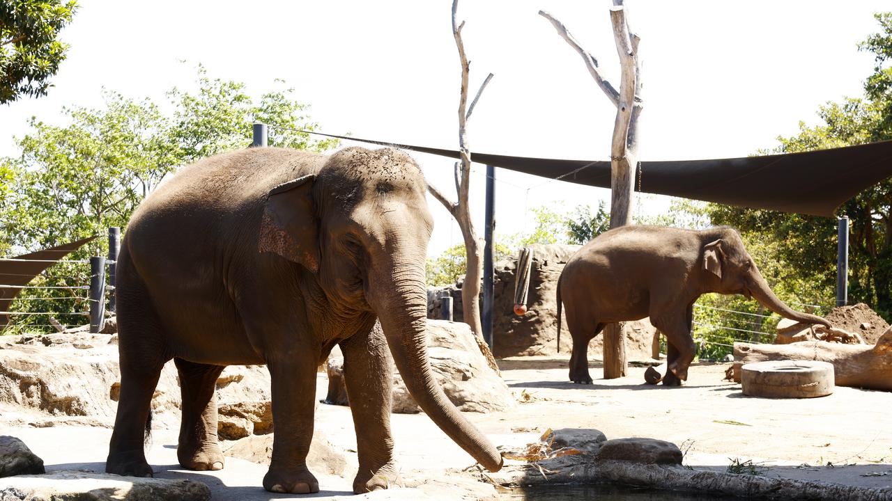 Taronga Zoo left without elephants for first time since 1916