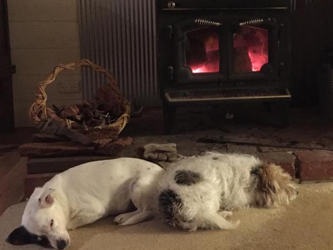 Labor MP Steve Herbert's dogs Patch (left) and Ted. Picture: Facebook