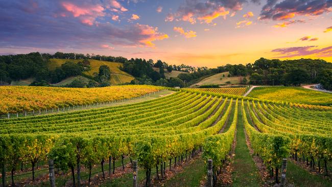 A vineyard in the Adelaide Hills, SA. Picture: iStock.