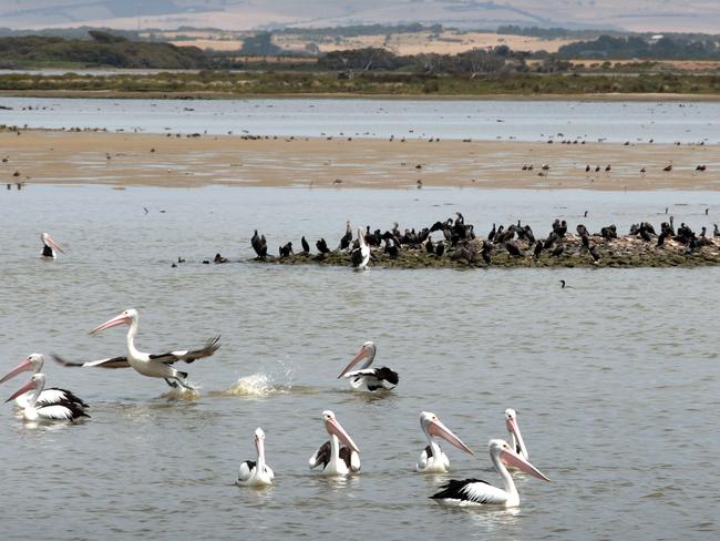 Rich birdlife on the Coorong ... nearly a third of the environmental flows scientists say are critical to the health of the Lower Lakes and Coorong could be legally wiped out if the Murray Darling Basin Plan is implemented “in full”.