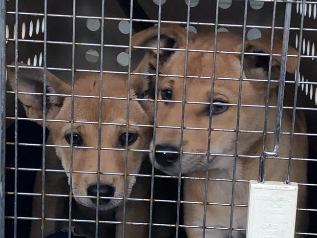 Two 10-week-old puppies, believed to be Desert dingoes, have made their way to Adelaide Zoo. The siblings (male and female) were found with six other pups by a group of schoolchildren.