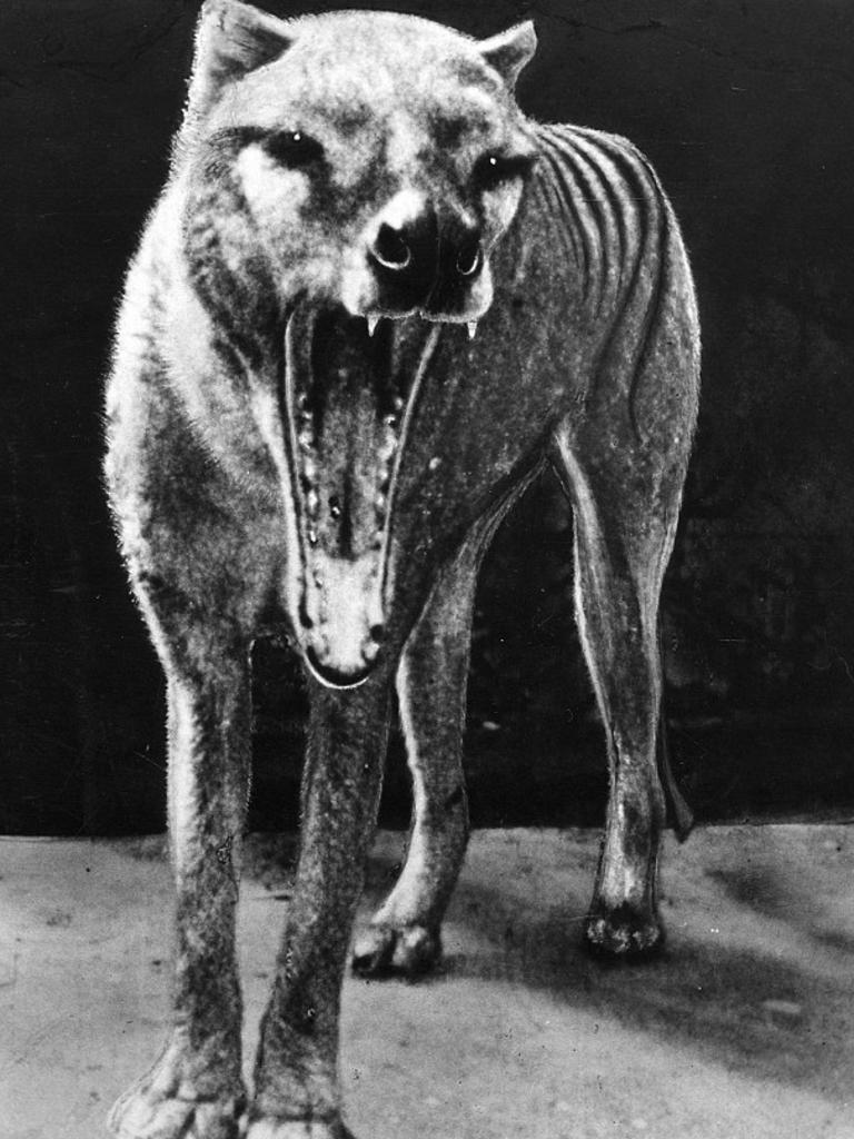 The last known Tasmanian Tiger died in Hobart Zoo in 1936.