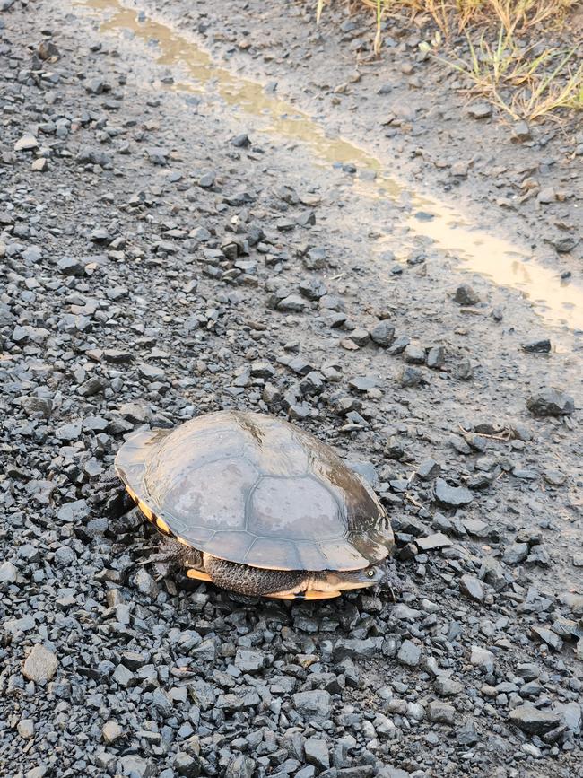 Locals Tara and Jordan were driving along Pyramid Rock Rd on Monday evening when they discovered a turtle on the side of the road. Picture: Supplied.