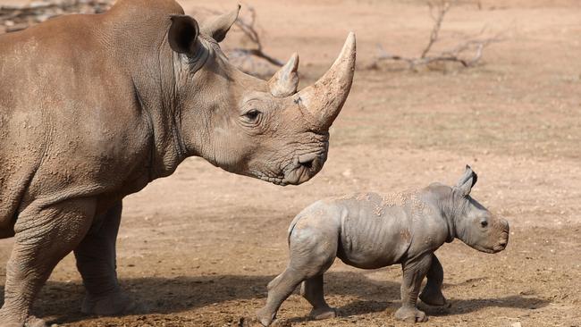 Southern white rhino Imani with her mother, Umqali in November last year. Imani has suddenly died. Picture: Tait Schmaal